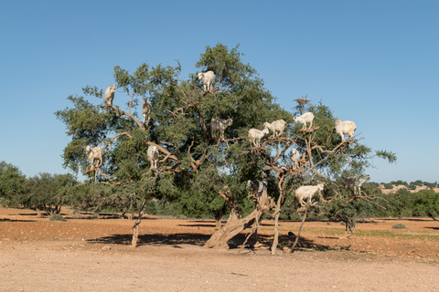 Von Marrakesch nach Essaouira: Private Geschichtstour