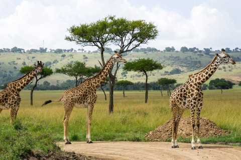 Nairobi:Grupp Hell&#039;s Gate National Park &amp; Lake Naivasha Tour