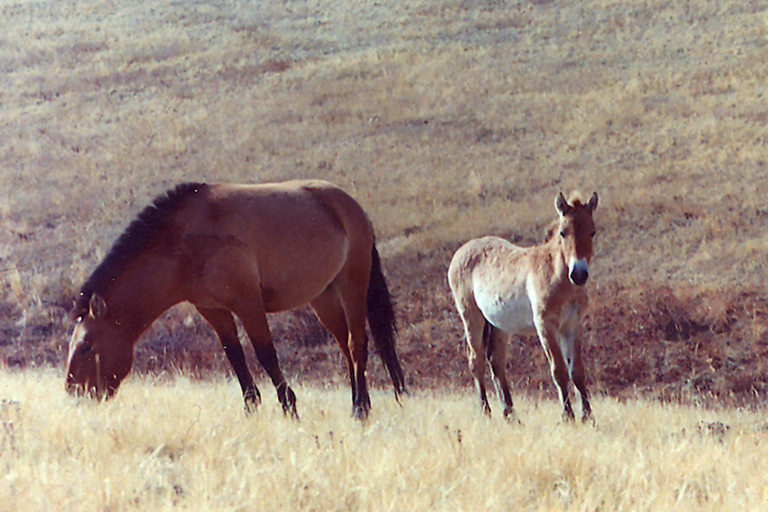 Van Ulaanbaatar: dagtocht naar Hustai National Park