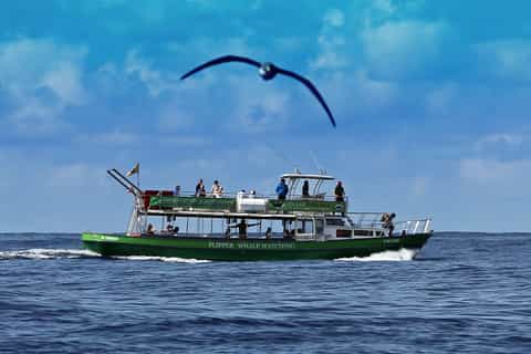 La Palma: 3-Hour Dolphin and Whale Watching Experience