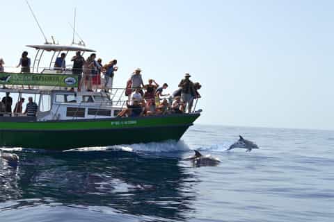 La Palma: experiencia de observación de delfines y ballenas de 3 horas