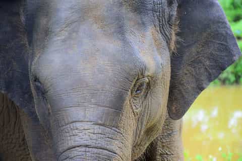 phuket halfday morning elephant care experience