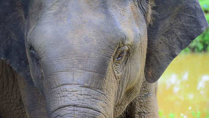 phuket experiencia de medio día en el cuidado del elefante por la mañana