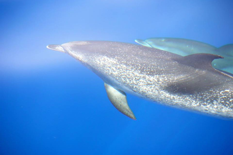 La Palma: 4 hours tour Bussard Classic