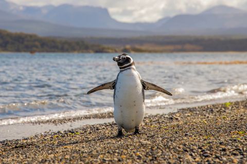 ウシュアイア：ペンギン体験と海洋博物館と一緒に歩く