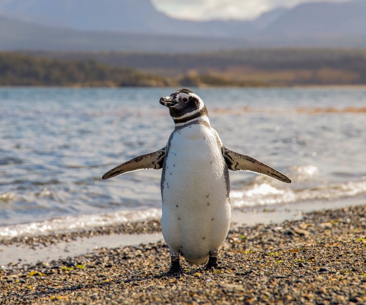 Ushuaia: museo marittimo e esperienza con pinguini