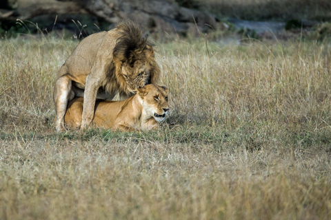 Ngorongoro Crater: 2-Day | 1 Night Join Group & Tarangire