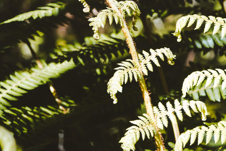Te Anau: Kepler Track Helicopter Hike with Boat Ride