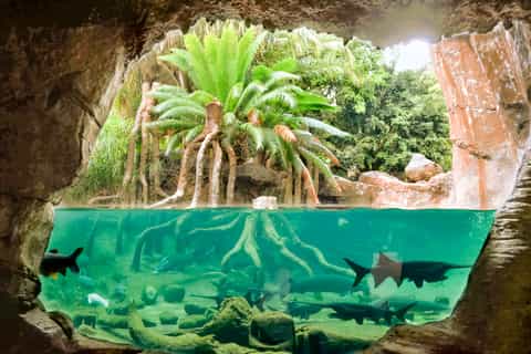 Bioparc Fuengirola General Admission Day Ticket