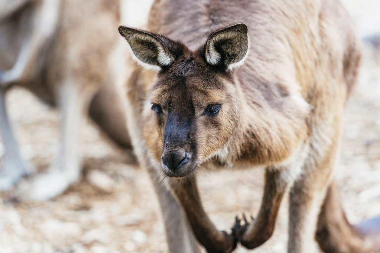 Au départ de Melbourne : Circuit éco-faune de l'île PhillipDepuis Melbourne : éco-découverte de la faune à Phillip Island