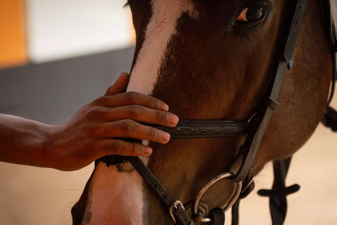 Best Horse Riding Safari Tour from Bangalore