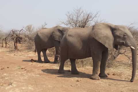 From Victoria Falls: Zambezi National Park Game Drive