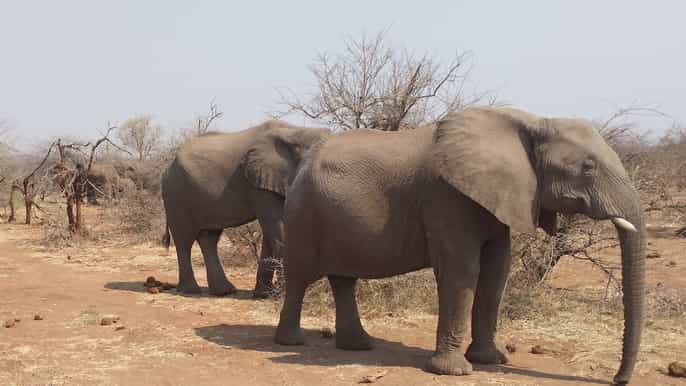 from victoria falls zambezi national park game drive