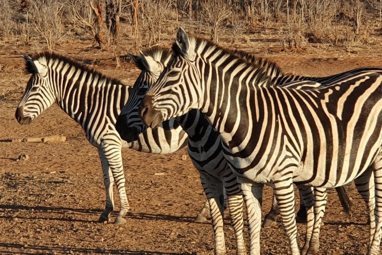 Depuis les chutes Victoria: safari dans le parc national du ZambèzeChutes Victoria: Circuit du parc national du Zambèze - Matin