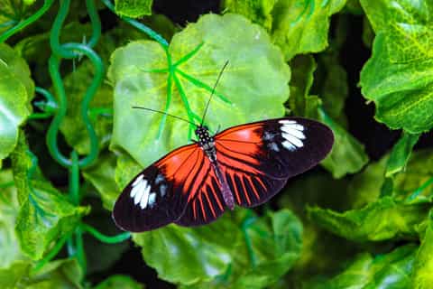 Quito: Private Mindo Cloud Forest Tour with Cable Car Ride