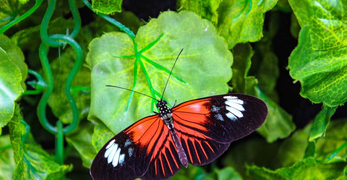 Quito: Private Mindo Cloud Forest Tour with Cable Car Ride