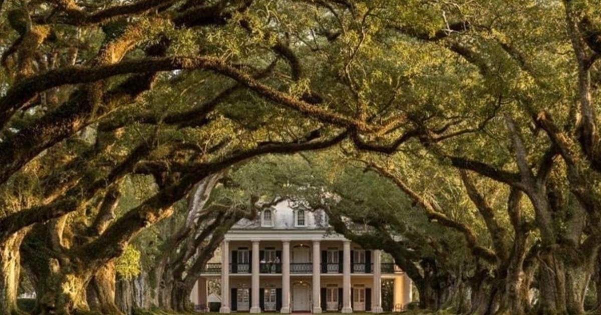 New Orleans: Plantation Visit and Pontoon Swamp Tour | GetYourGuide