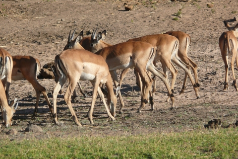 Depuis les chutes Victoria: safari dans le parc national du ZambèzeChutes Victoria: Circuit du parc national du Zambèze - Matin