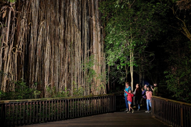 From Cairns: Rainforest & Nocturnal Wildlife Tour Tour from Northern Beaches and Palm Cove