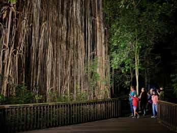 Von Cairns aus: Tour durch den Regenwald und nächtliche Wildtiere