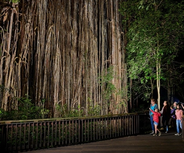 Desde Cairns Excursión por la Selva Tropical y la Fauna Nocturna