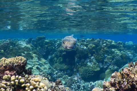 From Marsa Alam: Snorkeling Trip to Hamata Islands
