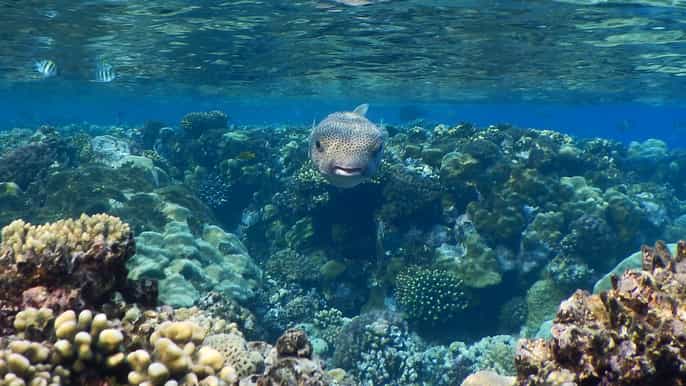 ab marsa alam schnorcheltour zu den hamatainseln