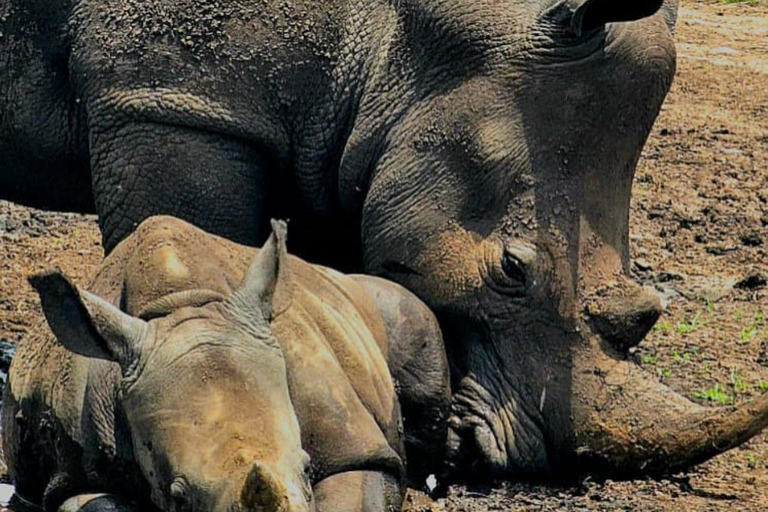 Nairobi National Park Game Drive Safari With Pick-Up