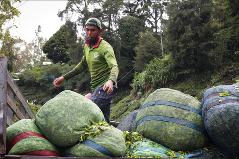 From Penang: Cameron Highlands Refreshing Private Day Tour