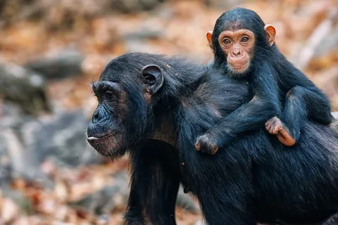 Three-day chimpanzee trekking adventure in Mahale NP