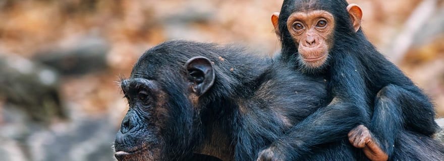 Trekking de trois jours à la rencontre des chimpanzés dans le parc national de Mahale