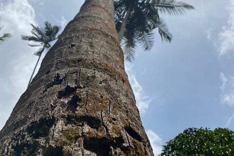 Sansibar : Gewürzfarm &amp; Rundgang in Stone Town