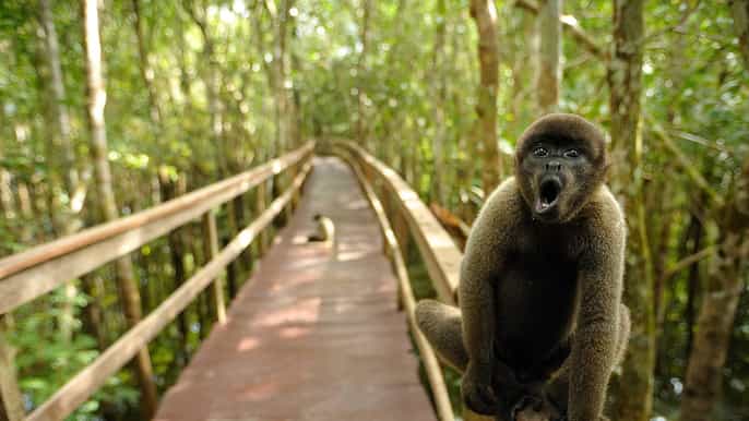 manaus juma amazon lodge 2 3 4 or 5day premium package