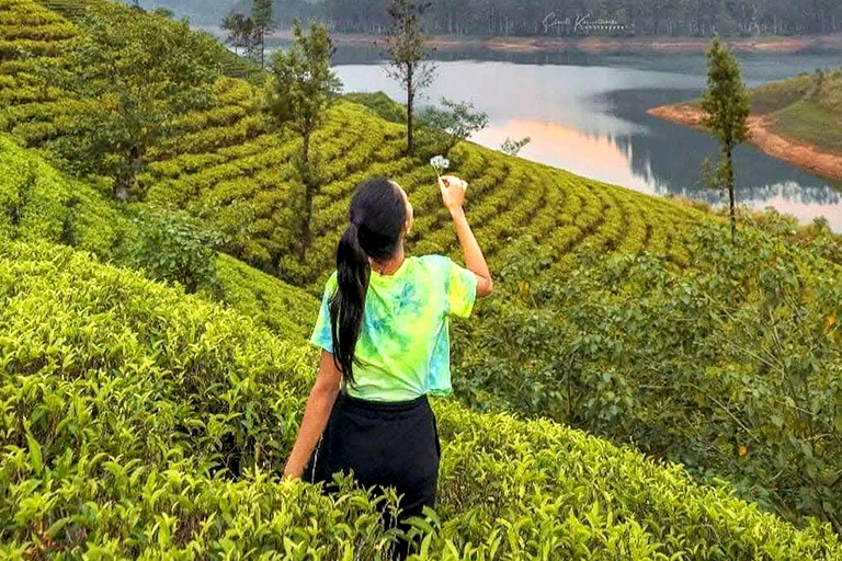 Trip from Kandy to Ambewela Railway Station via Nuwara Eliya Kandy to Nuwara Eliya and Ambewela Drop tour by car or van