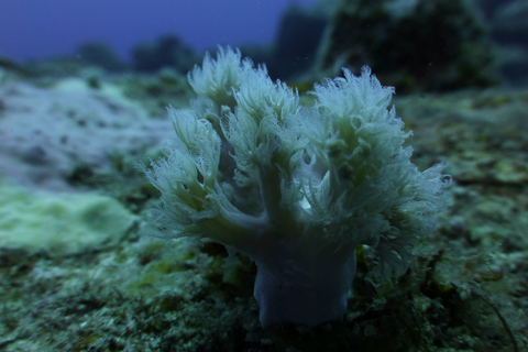 Tamarin Bay: experiencia de buceo para principiantes