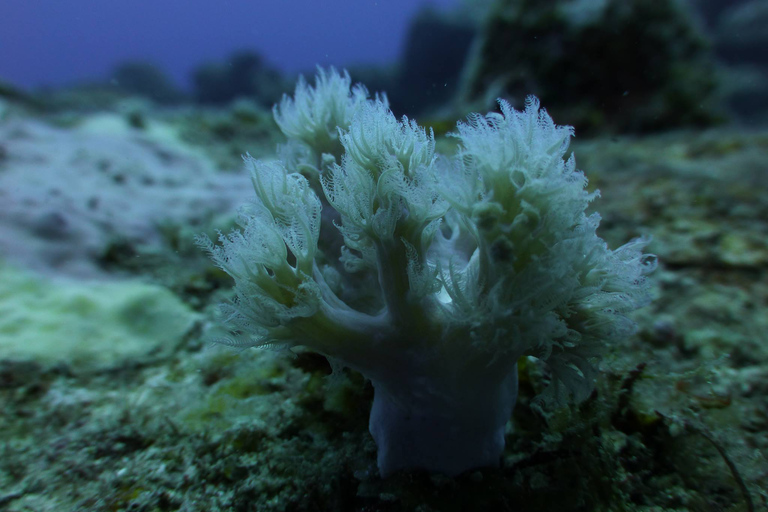 Tamarin Bay: experiencia de buceo para principiantes