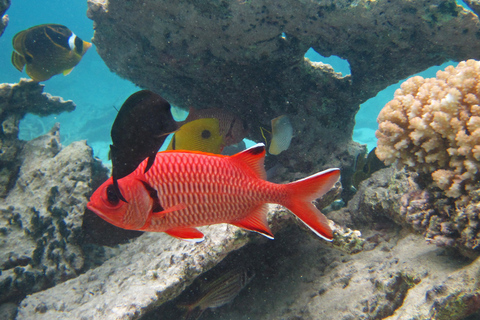 Blue Bay: snorkelexcursie van 1 uur in het Marine Park