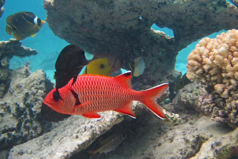 Blue Bay: snorkelexcursie van 1 uur in het Marine Park