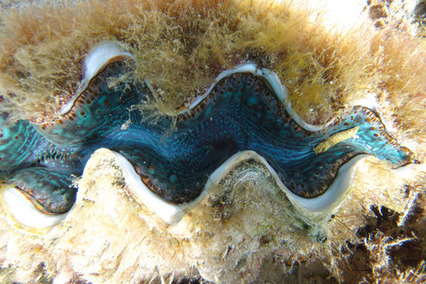 Blue Bay: snorkelexcursie van 1 uur in het Marine Park