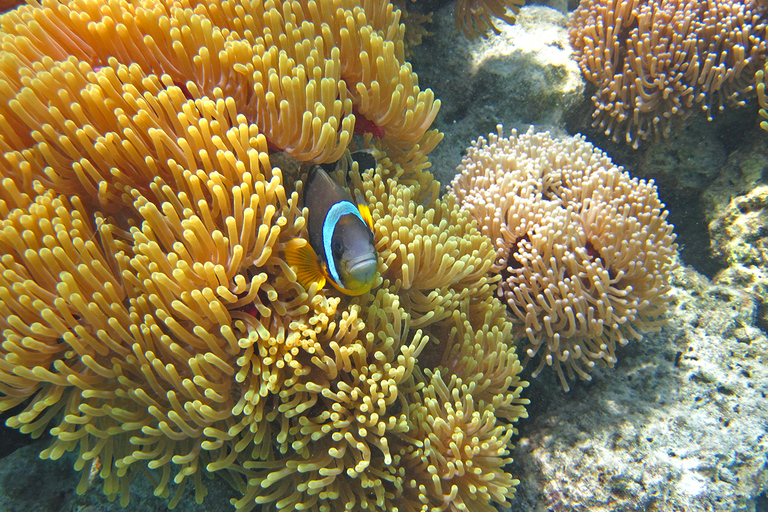 Blue Bay: snorkelexcursie van 1 uur in het Marine Park