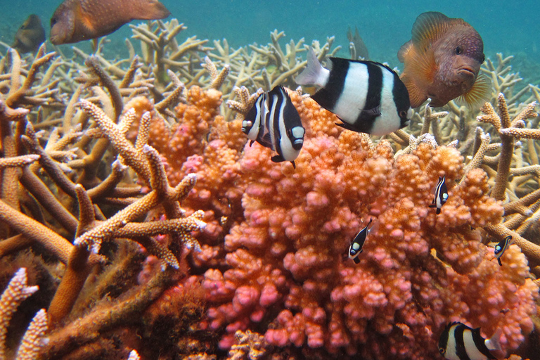 Blue Bay: snorkelexcursie van 1 uur in het Marine Park