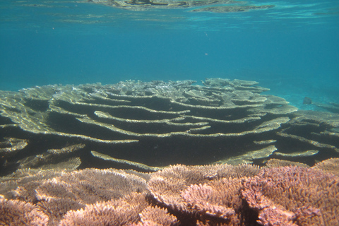 Blue Bay: snorkelexcursie van 1 uur in het Marine Park