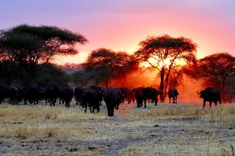 6-Day African Safari Adventure Wild Horizons