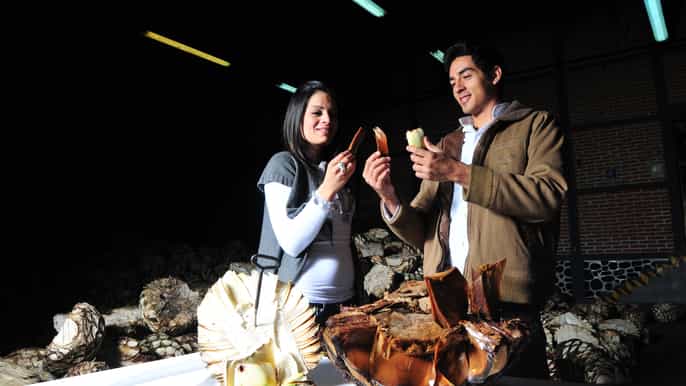 tequila town tequila senses tour with tasting