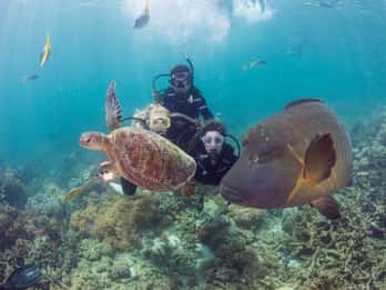 Cairns: Schnuppertauchen-Kombi am Outer Great Barrier Reef Cairns: Schnuppertauchen-Kombi am Outer Great Barrier Reef