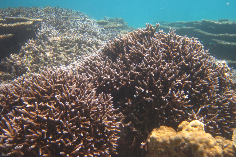 Blue Bay: viaje de snorkel de medio día con almuerzo de picnic criolloBlue Bay: viaje de esnórquel de medio día con almuerzo de picnic criollo