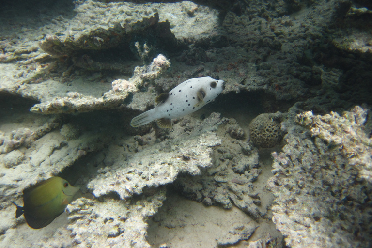 Blue Bay: viaje de snorkel de medio día con almuerzo de picnic criolloBlue Bay: viaje de esnórquel de medio día con almuerzo de picnic criollo