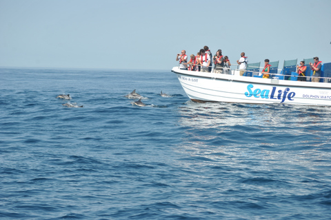 Lagos: Passeio de barco para observação de golfinhos com biólogos marinhos