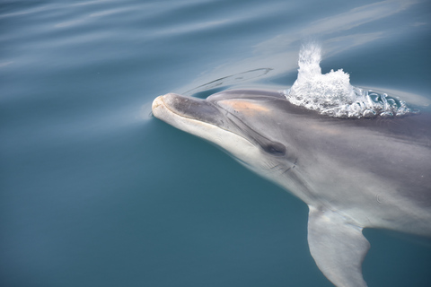 Lagos: Båttur med marinbiologer för delfinskådning