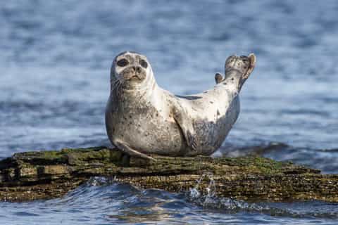Wildlife Cruise from John O'Groats